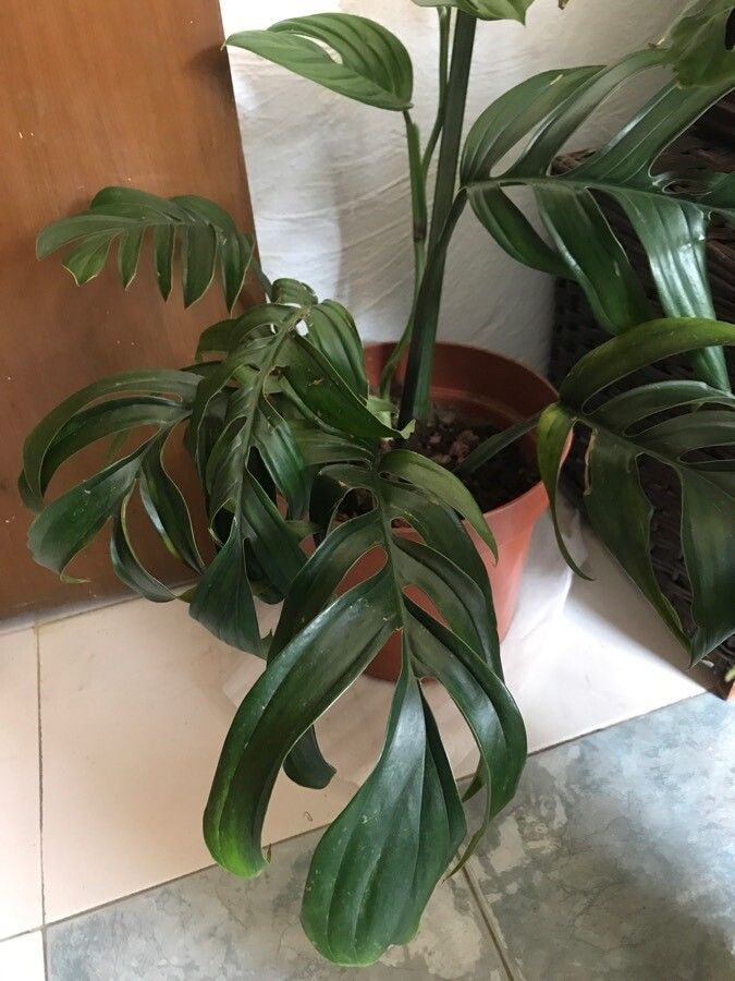 Monstera pinnatipartita leaf