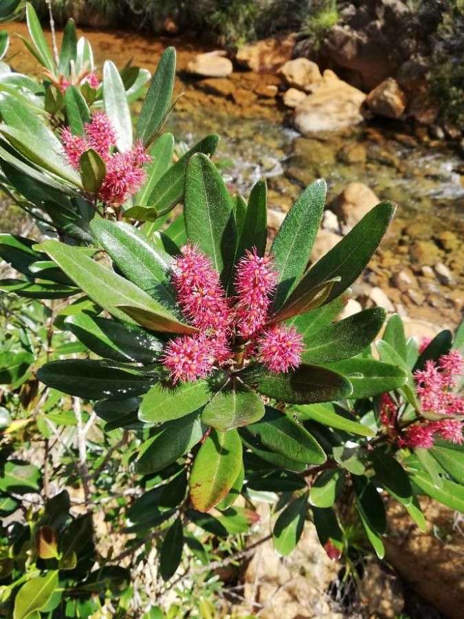 Cunonia atrorubens flower