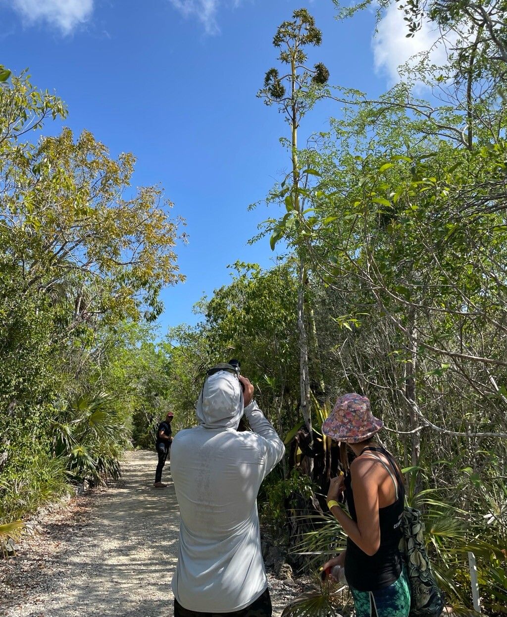 Agave caymanensis fruit