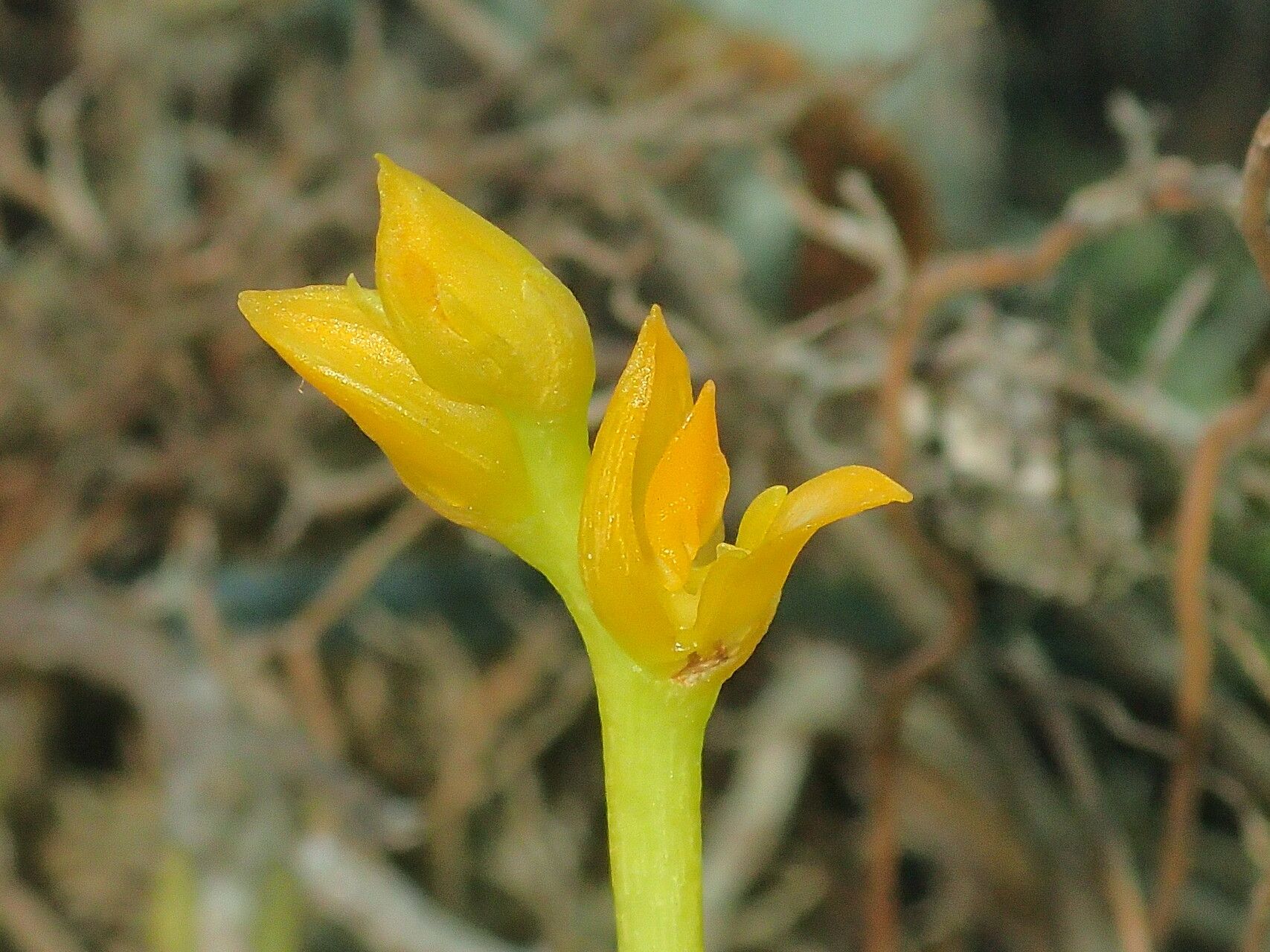 Bulbophyllum auriflorum flower