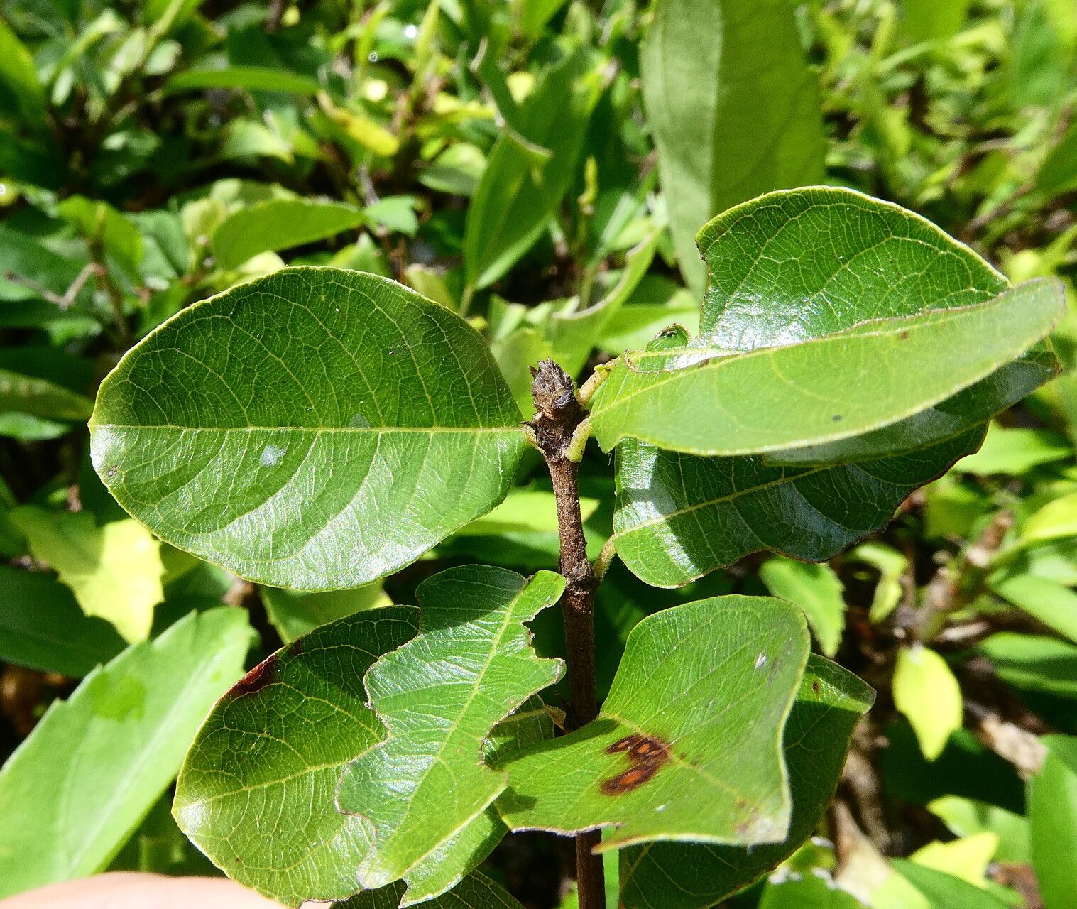 Guettarda odorata leaf