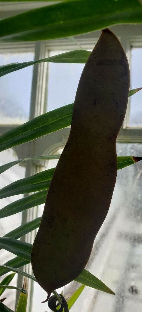 Phanera bidentata fruit