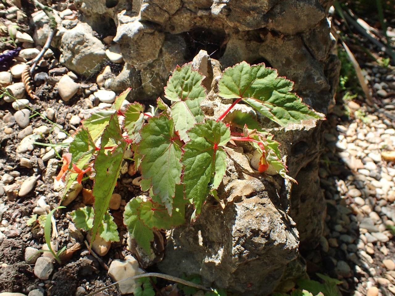 Begonia sutherlandii habit