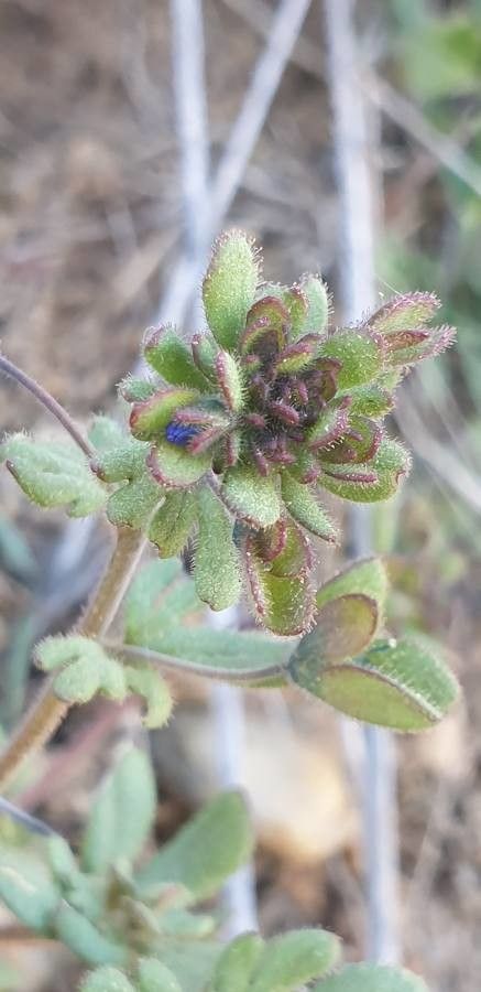 Veronica triphyllos — houseplant care guide