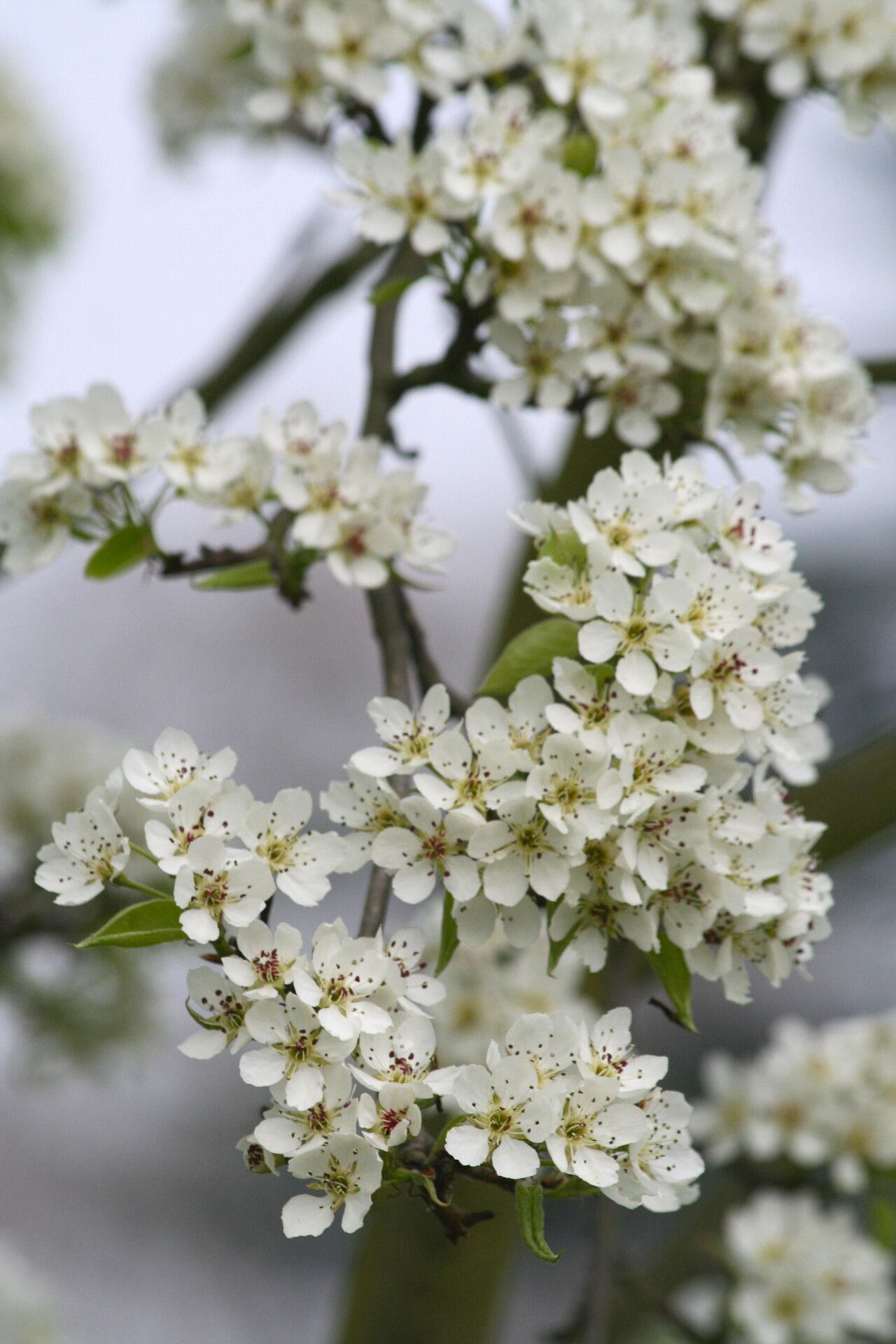 Pyrus bretschneideri flower