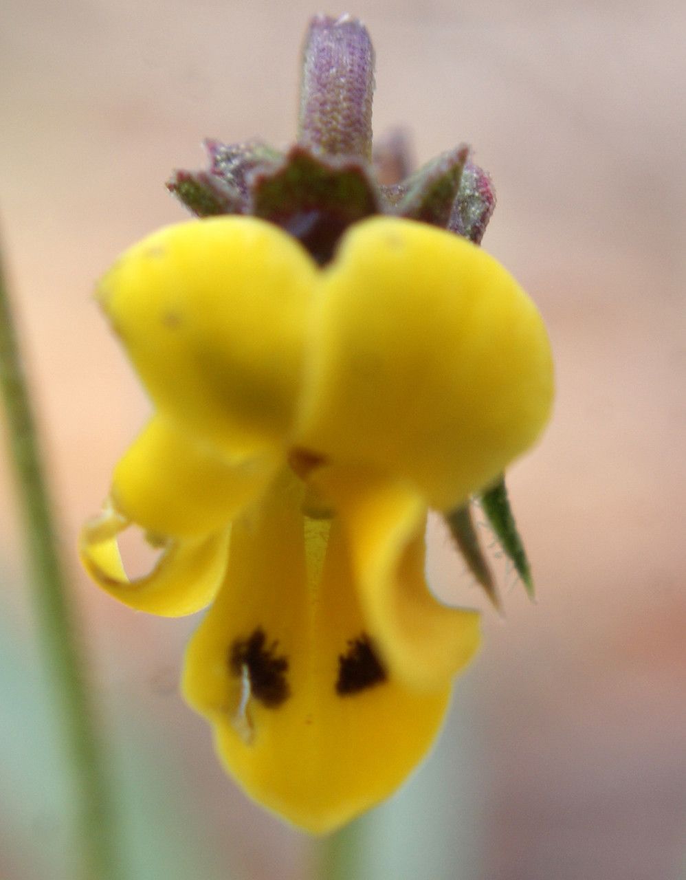 Viola scorpiuroides — search result for 'Viola'
