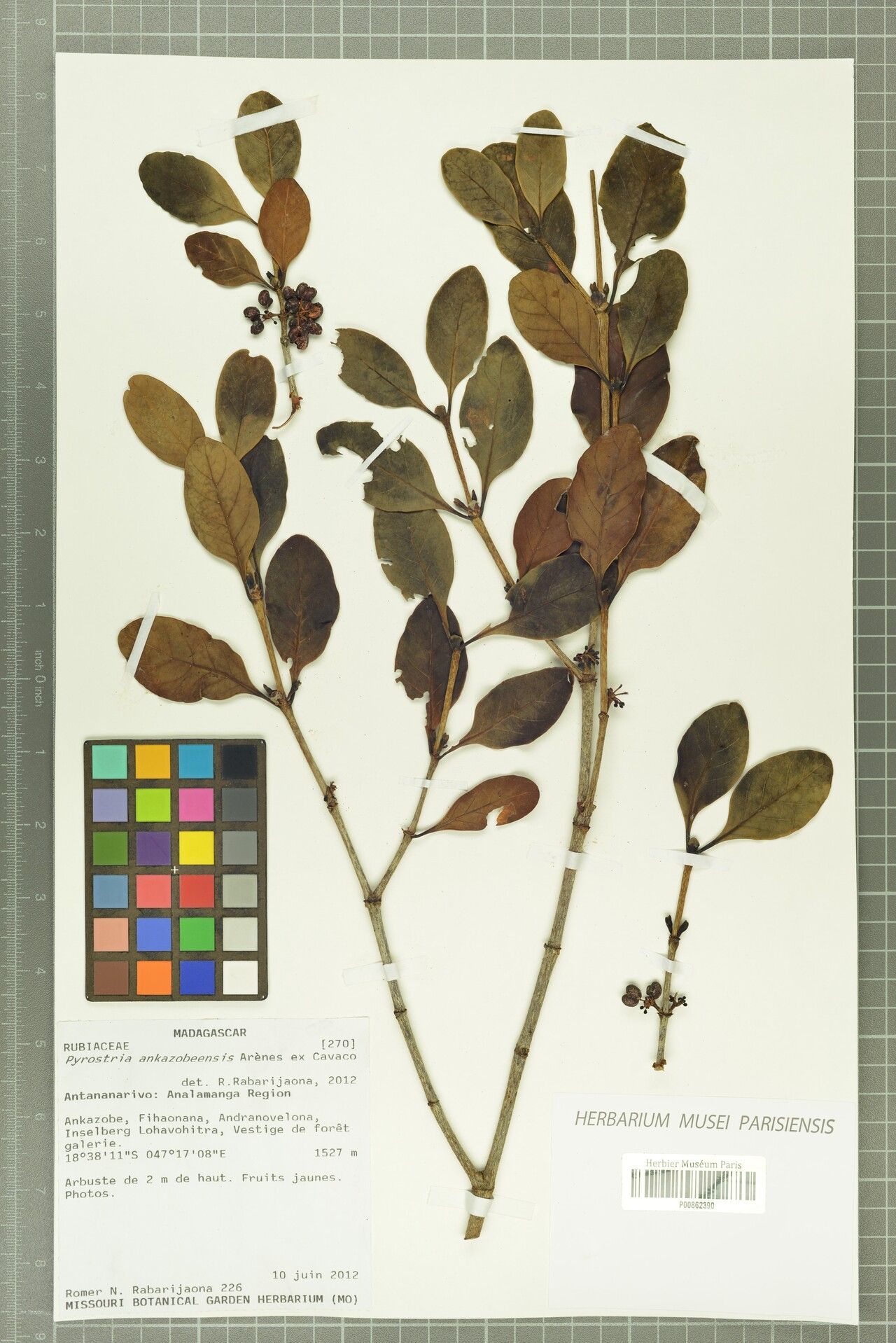 Pyrostria ankazobeensis — houseplant care guide