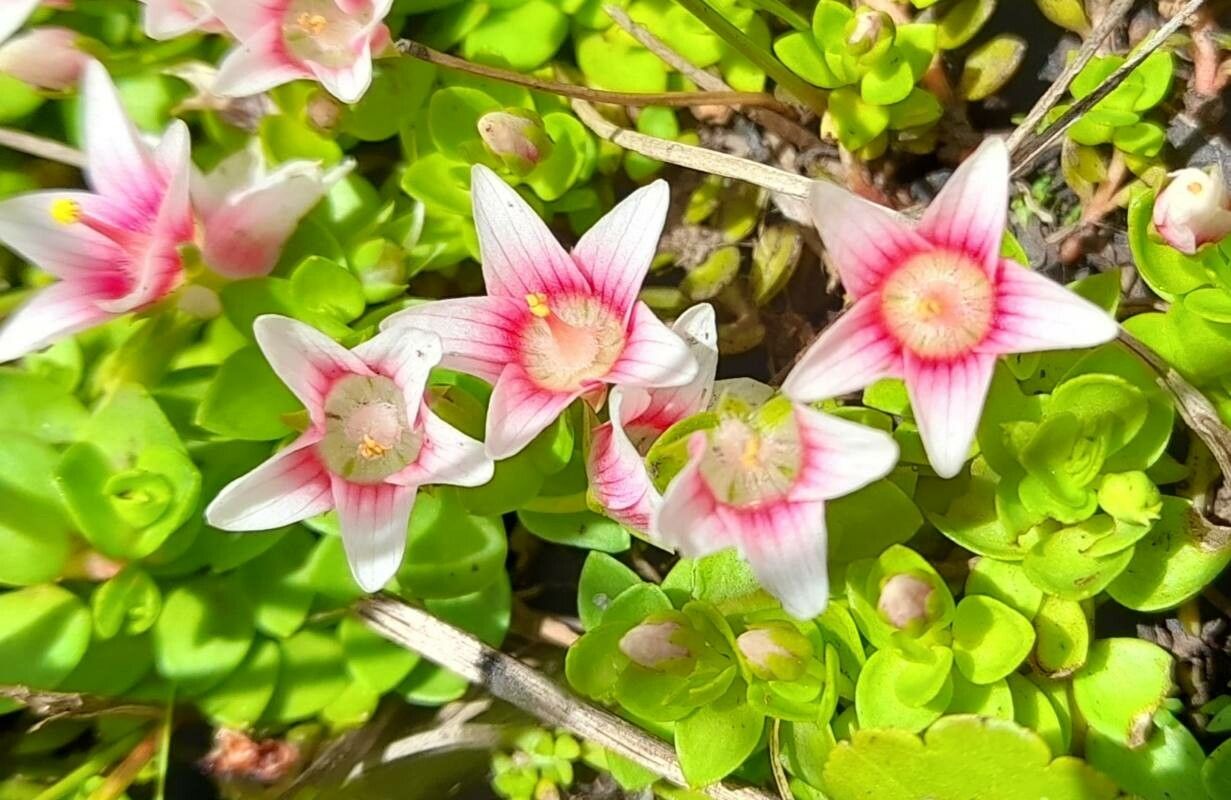 Anagallis alternifolia flower