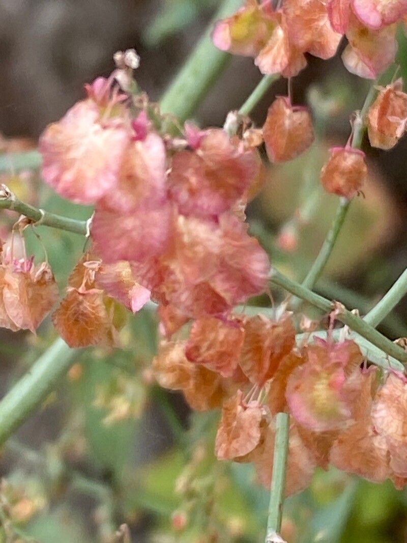 Rumex maderensis fruit