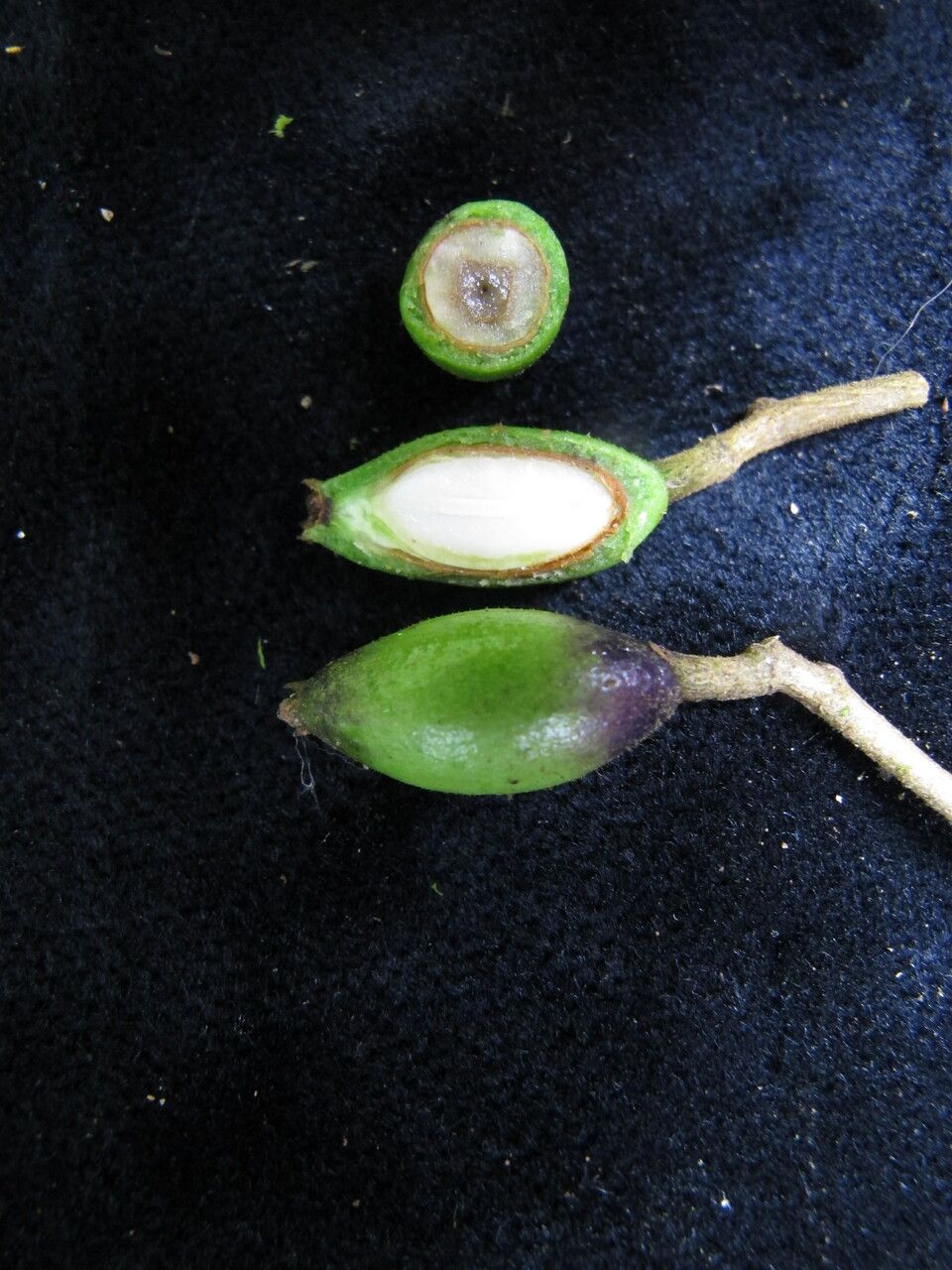 Symplocos ramosissima — houseplant care guide