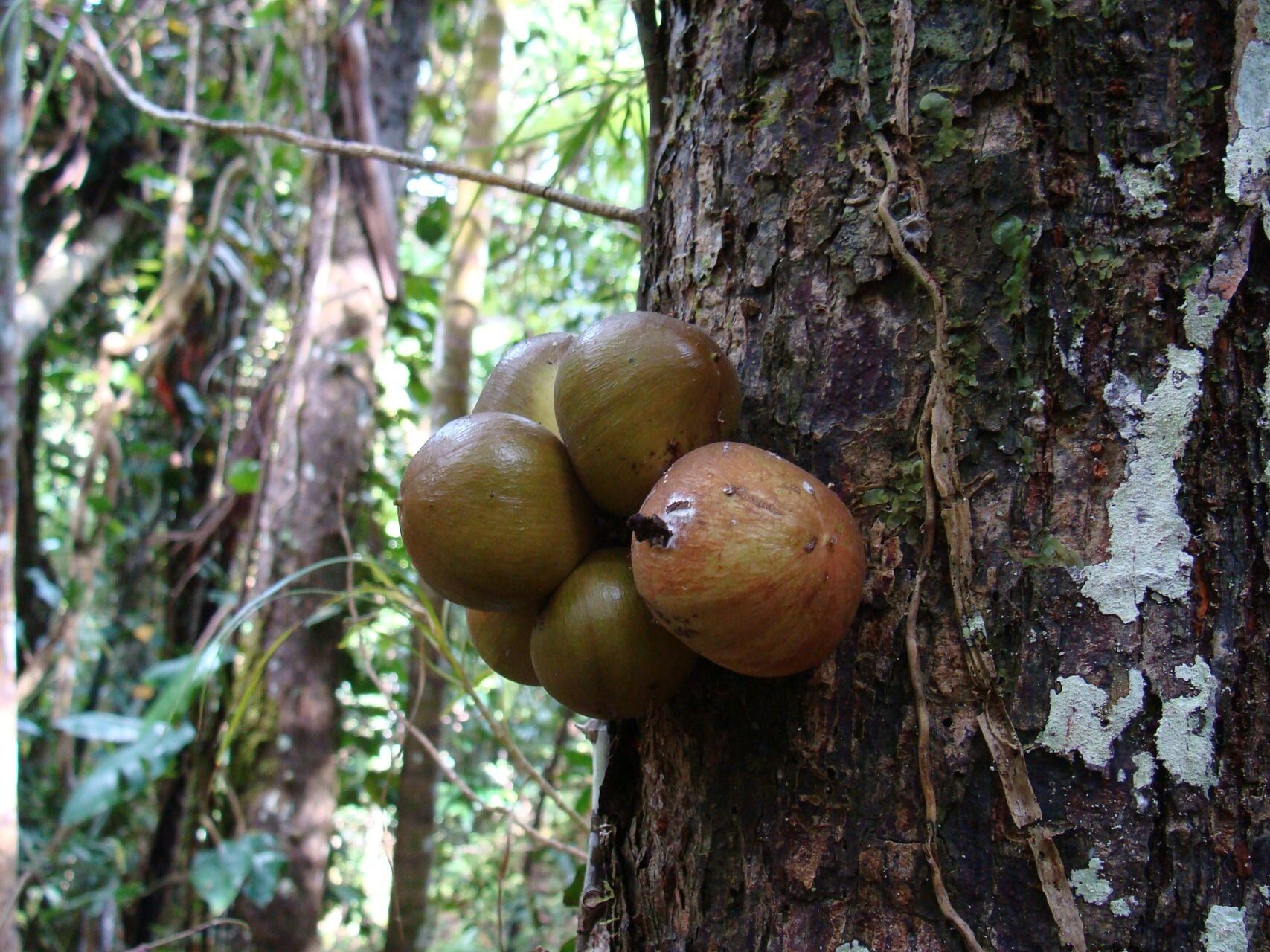 Didymocheton roseus fruit