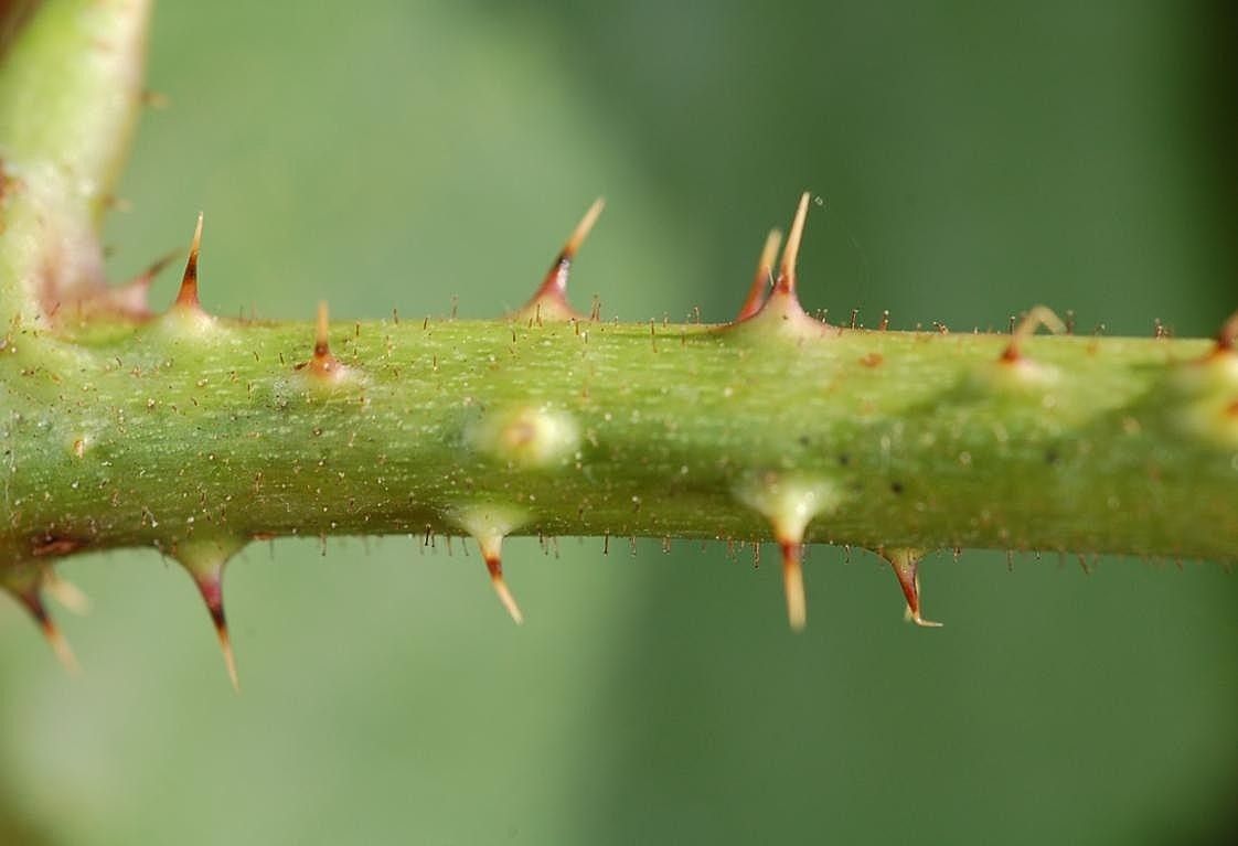 Rubus fabrimontanus bark