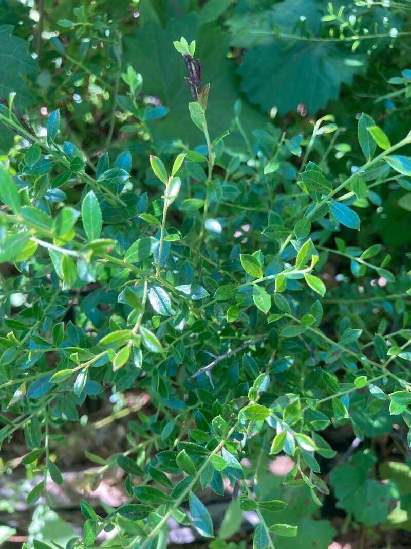 Vaccinium myrsinites — search result for 'Vaccinium'