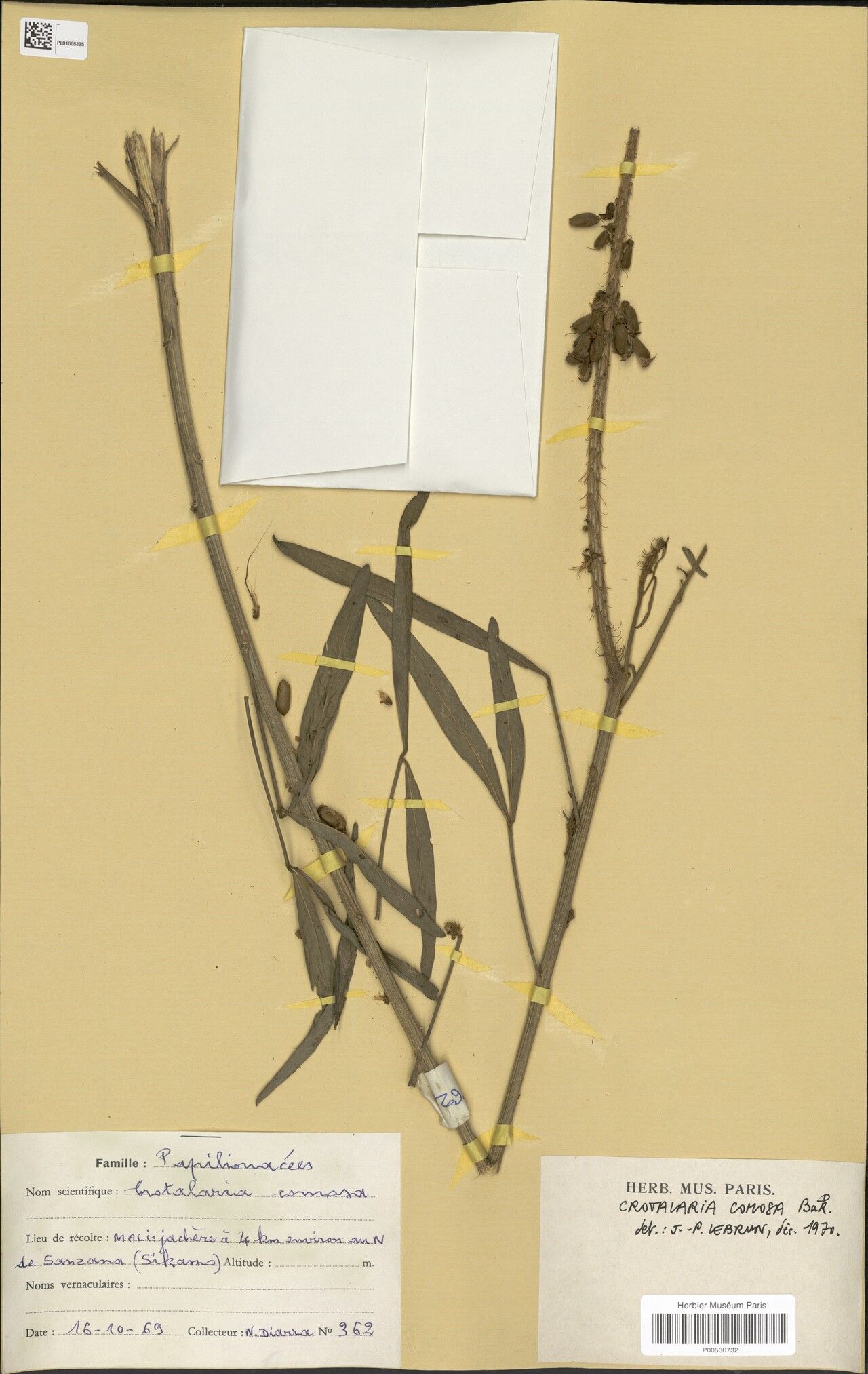 Crotalaria comosa — houseplant care guide