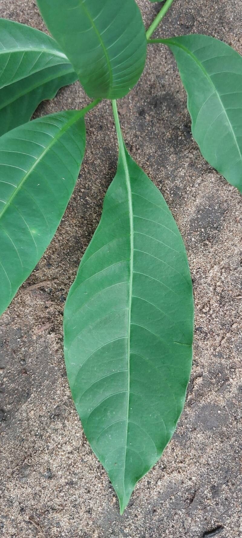 Voacanga chalotiana leaf