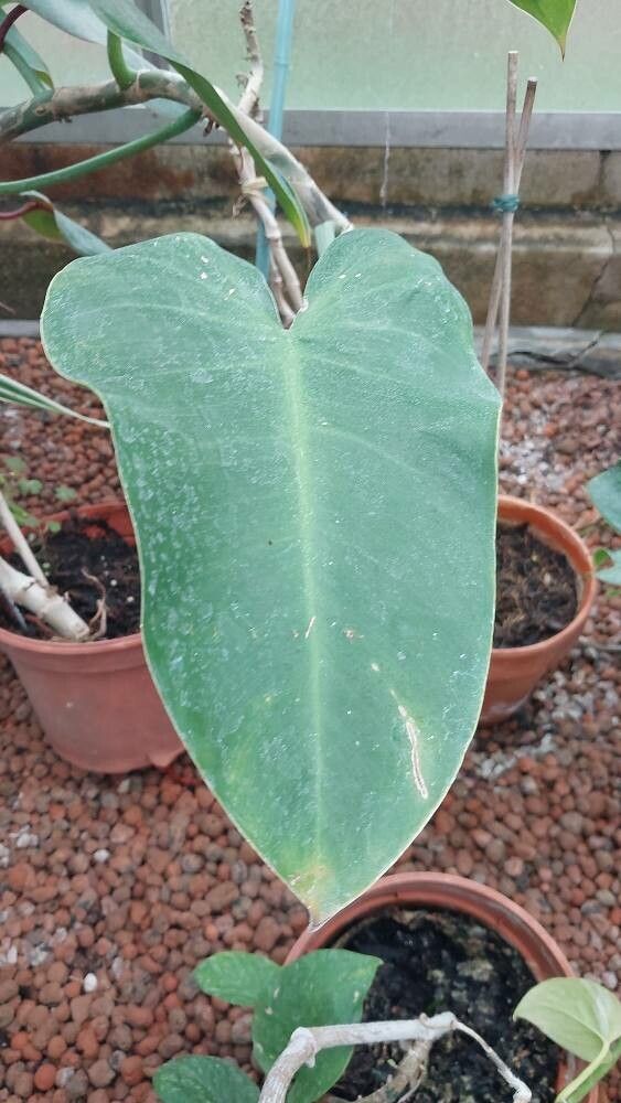 Philodendron × domesticum — search result for 'Philodendron'