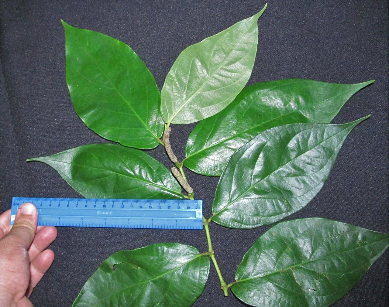 Piper barbulatum other