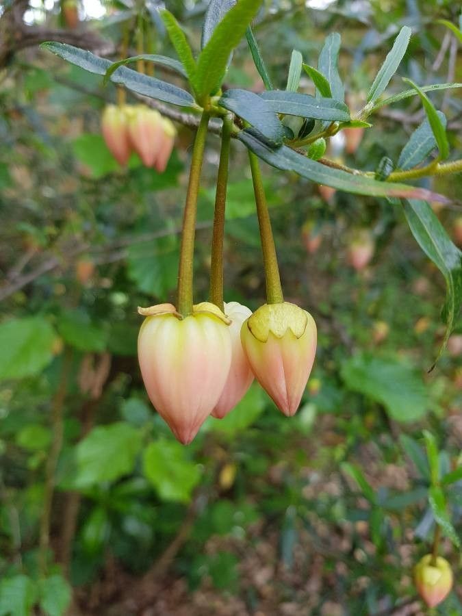 Canarina canariensis fruit