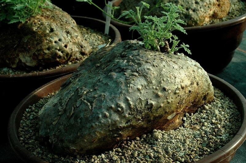 Xerosicyos tripartitus habit