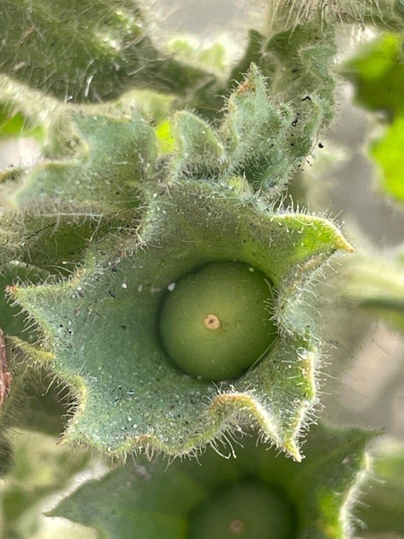 Hyoscyamus aureus fruit