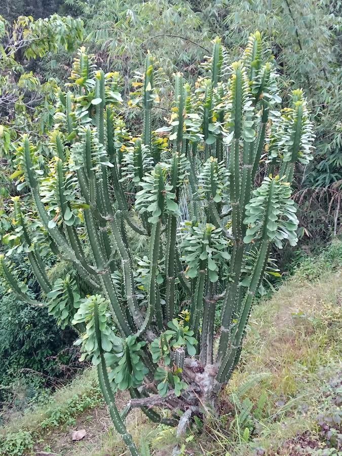 Euphorbia royleana — search result for 'Bhutan'