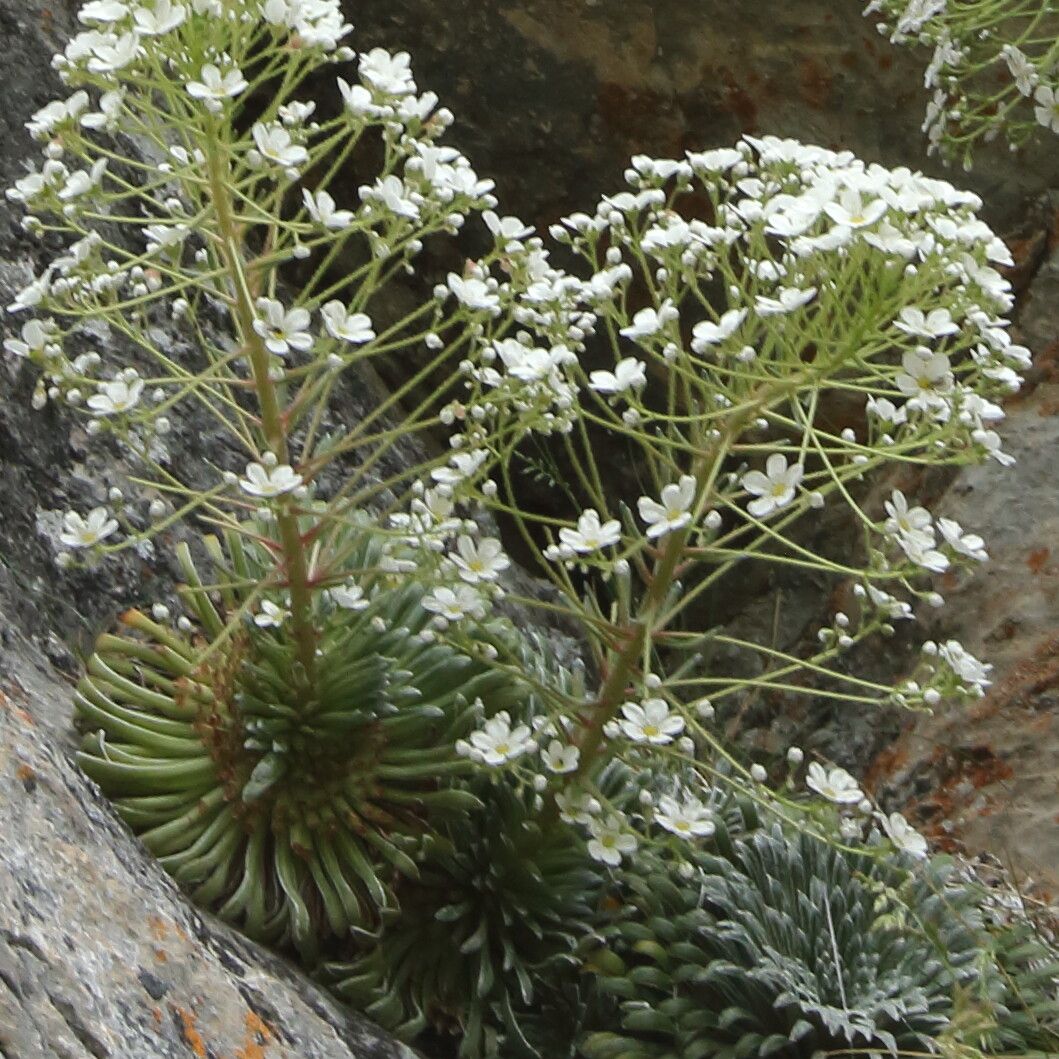 Saxifraga longifolia flower