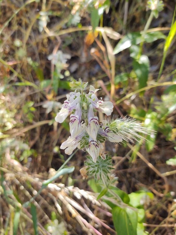 Collinsia tinctoria flower