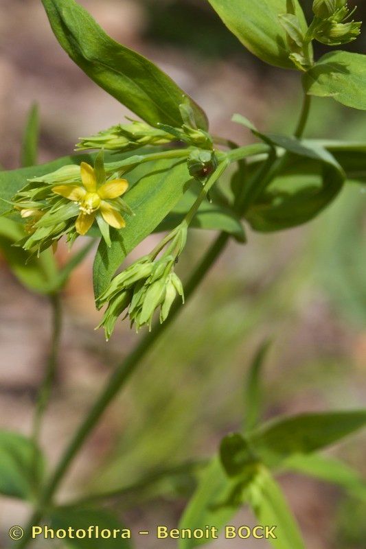 Hypericum majus other