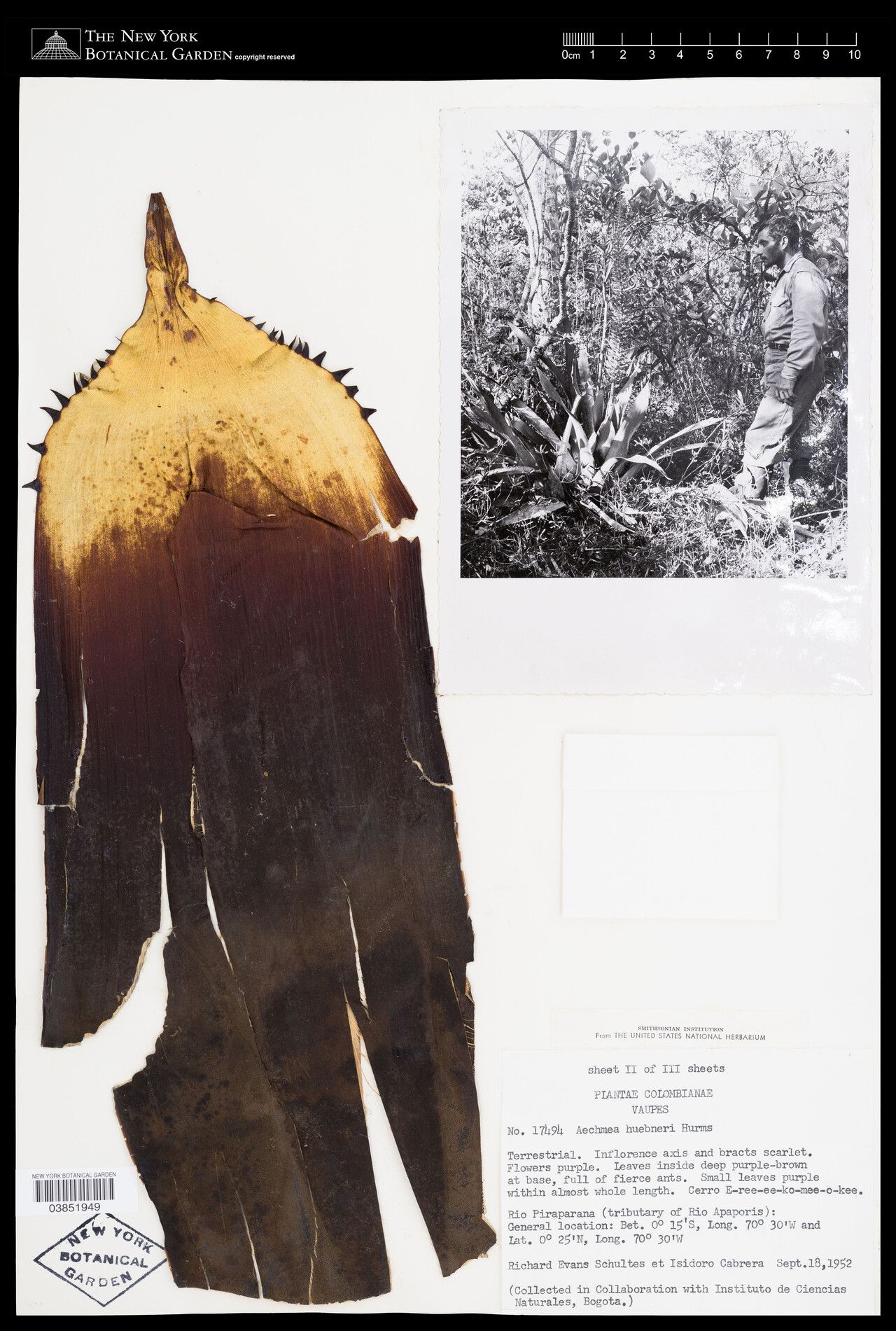 Aechmea huebneri habit