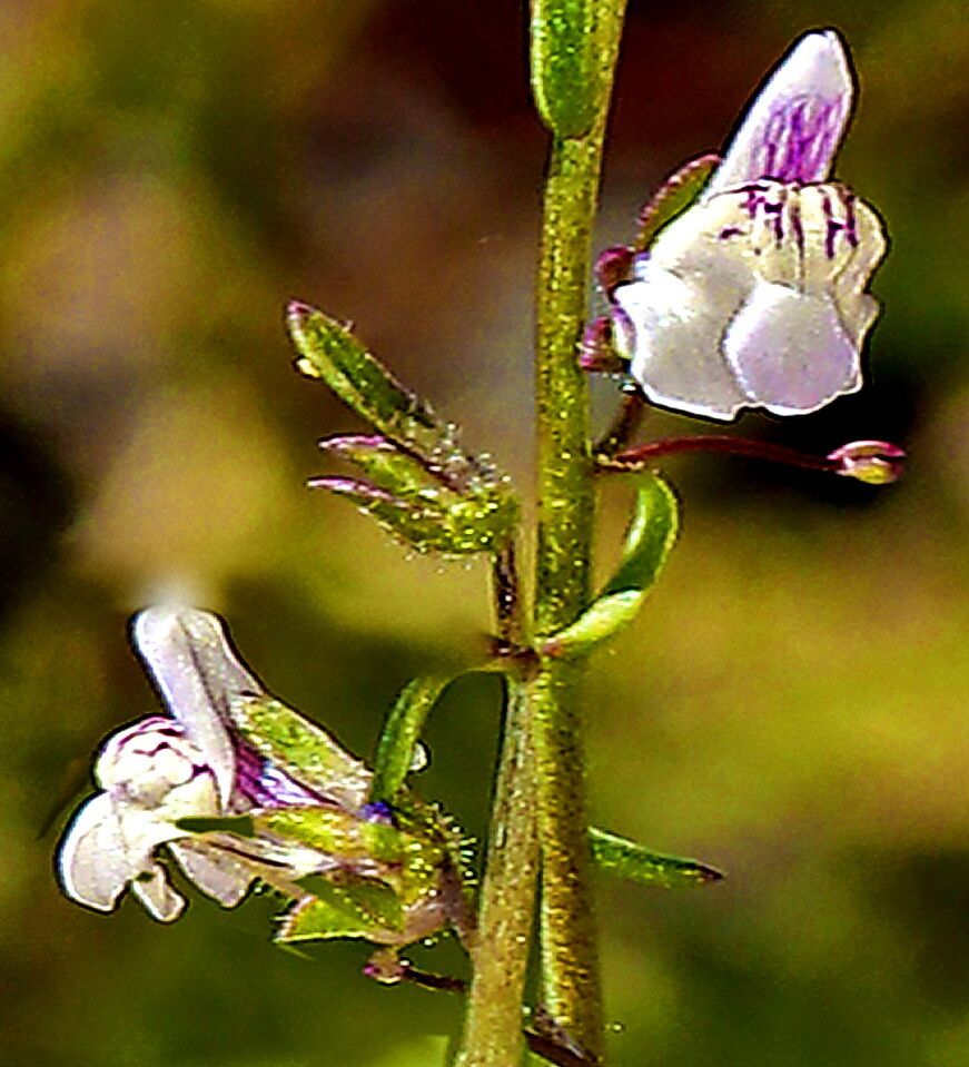 Sairocarpus kingii — related species from the same genus