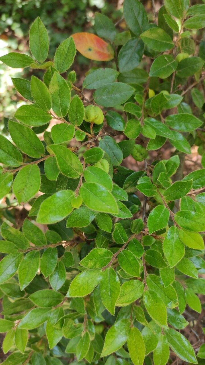 Diospyros whyteana leaf