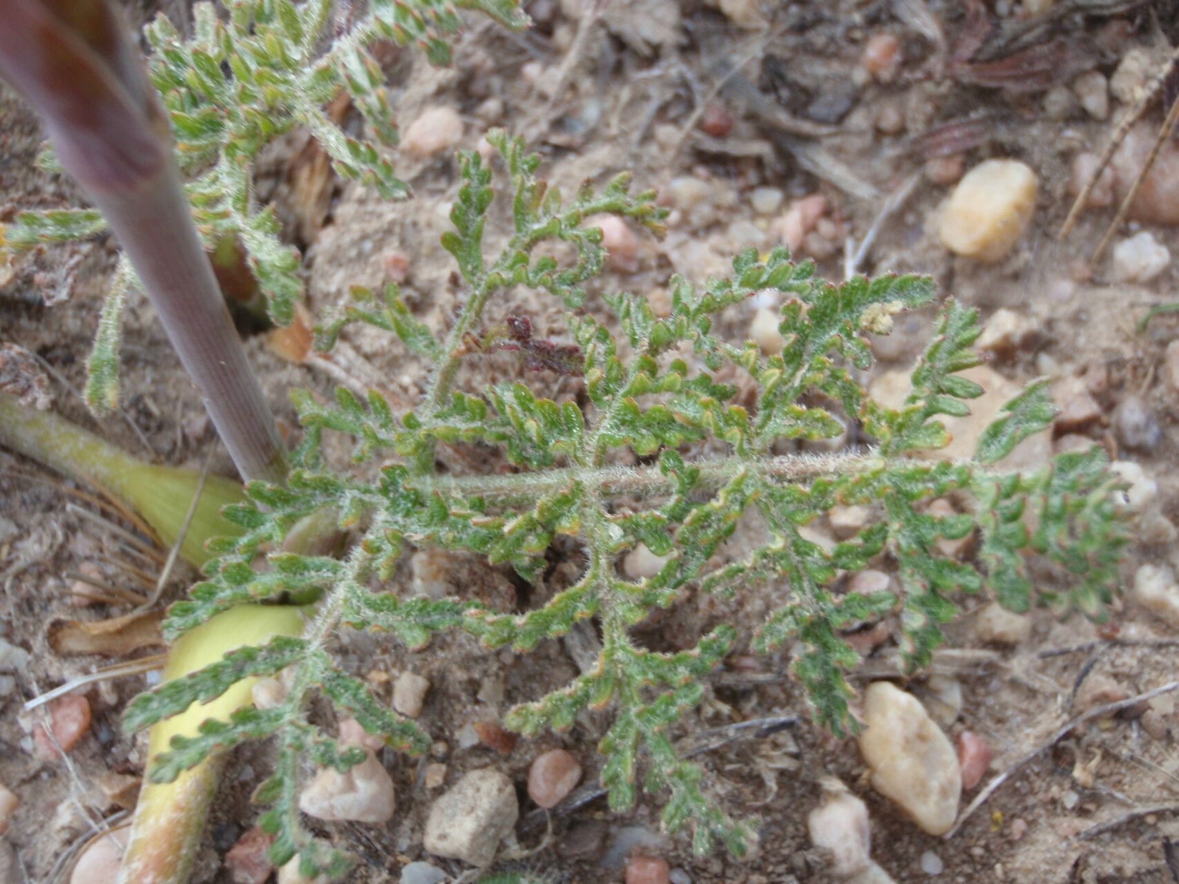 Thapsia minor — search result for 'Thapsia'