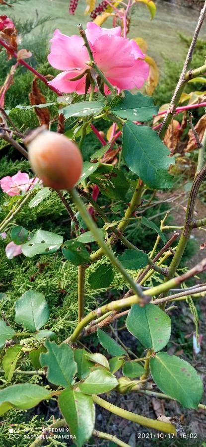 Rosa x damascena fruit