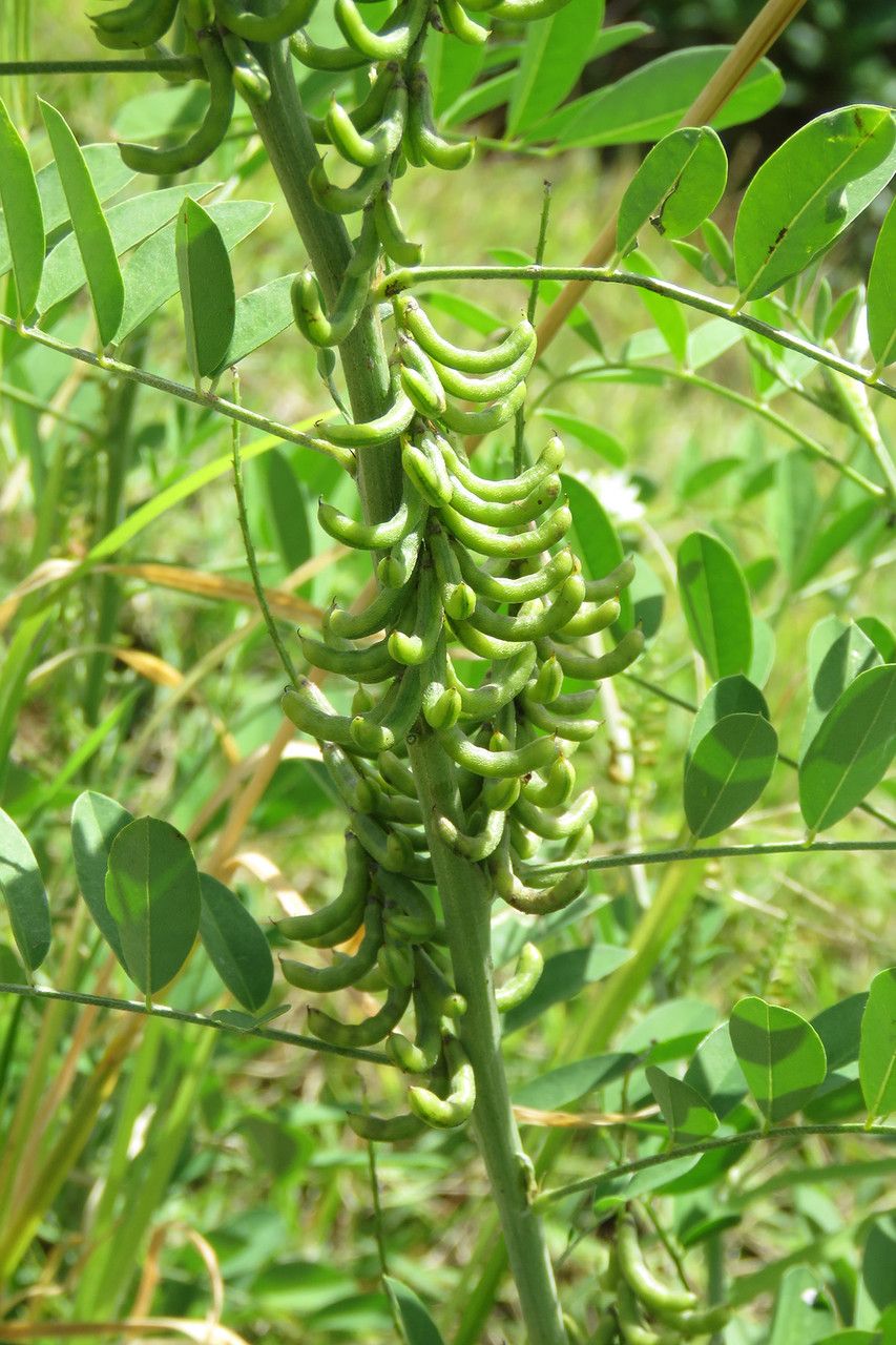 Indigofera suffruticosa fruit
