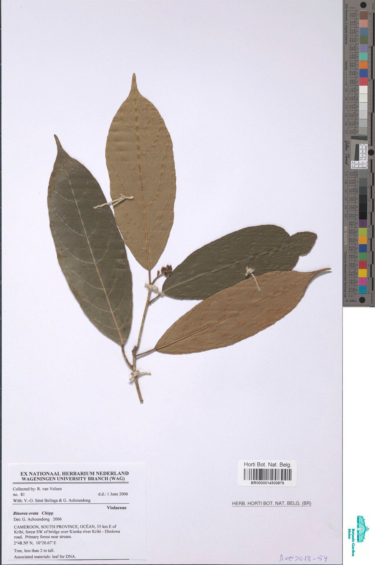 Rinorea ovata — houseplant care guide