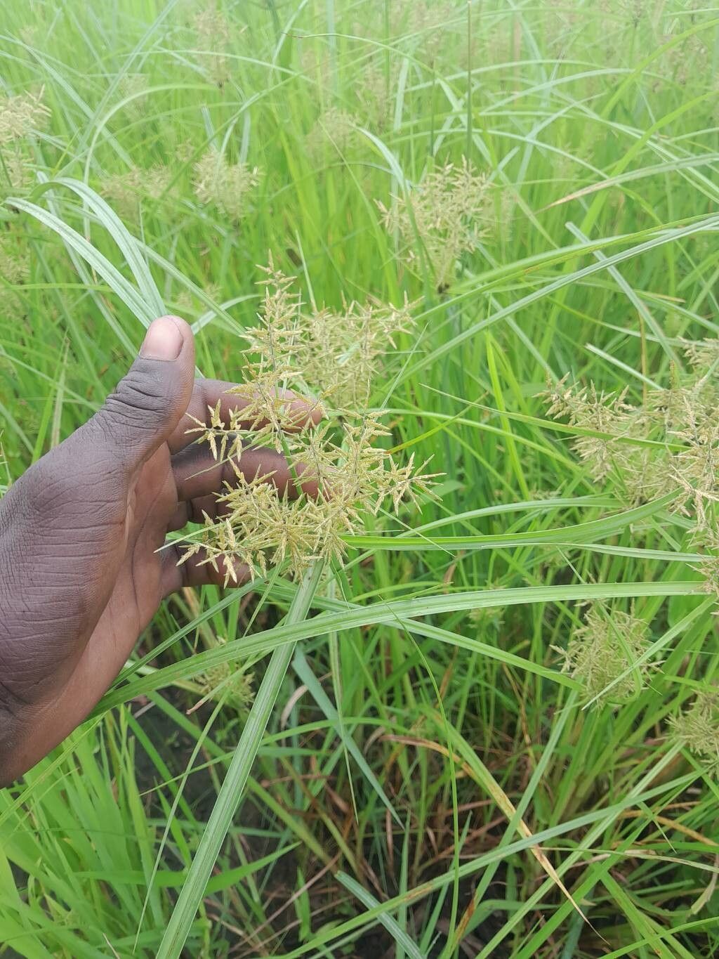 Cyperus macrostachyos flower