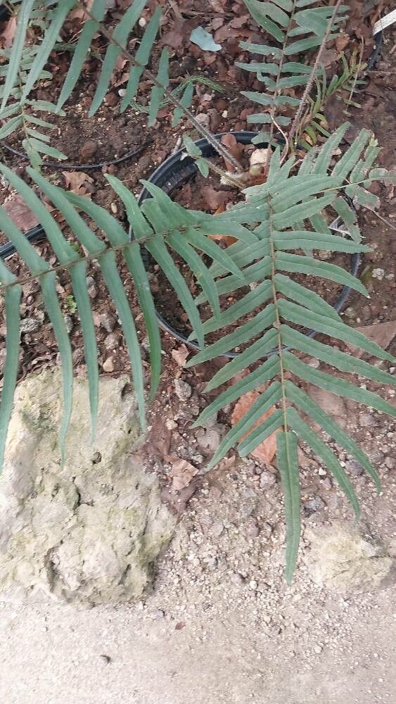 Pteris wallichiana — search result for 'Pteris'