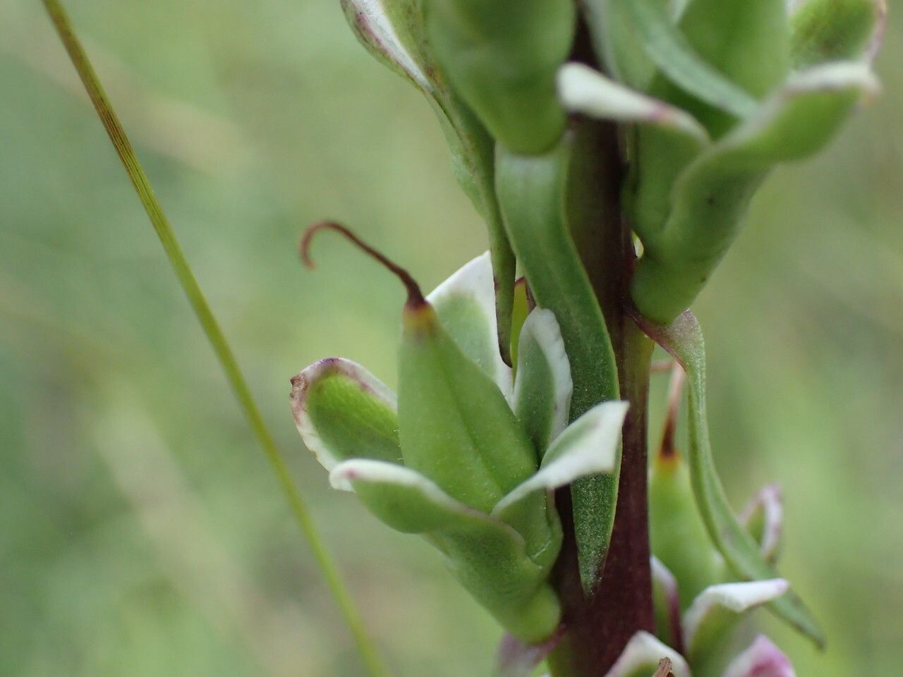 Digitalis ferruginea fruit