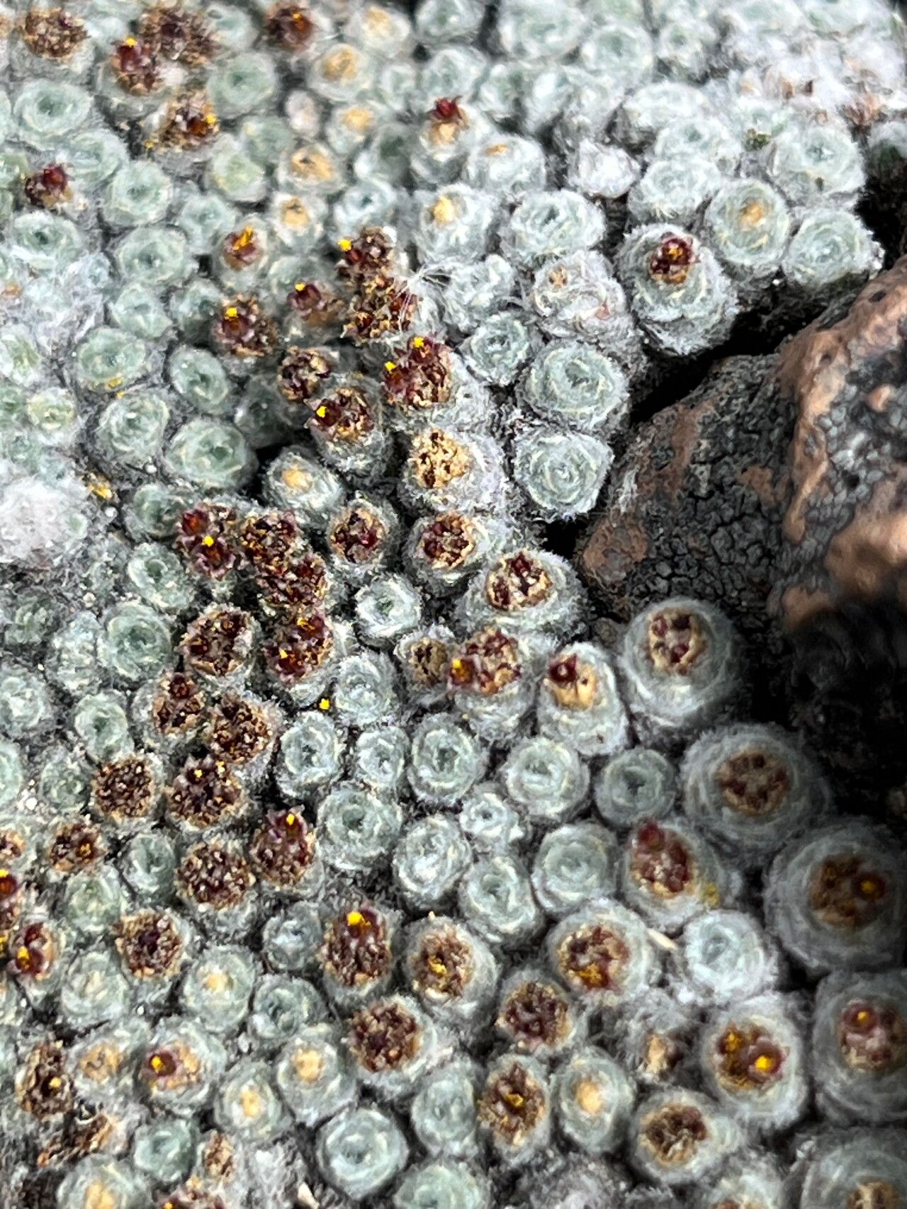 Mniodes andina flower