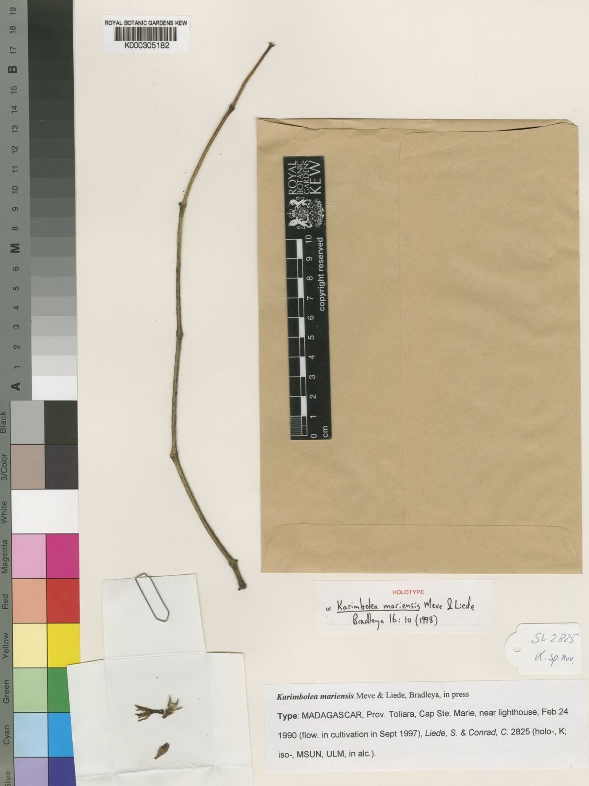 Cynanchum mariense — houseplant care guide