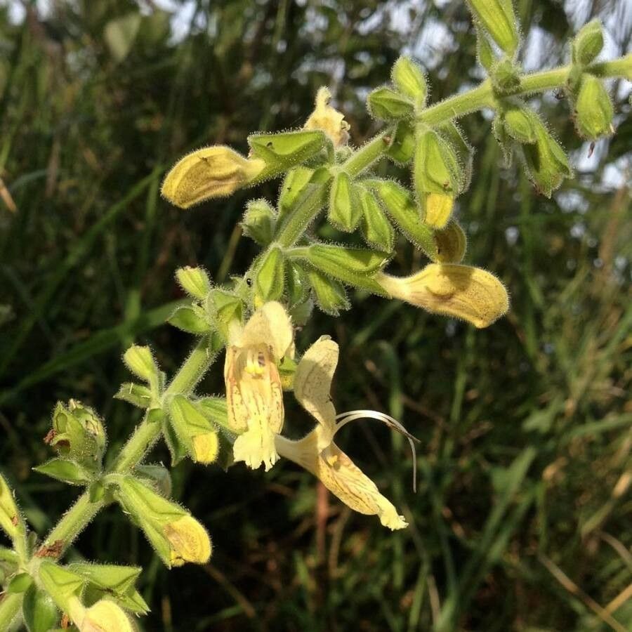 Salvia glutinosa flower