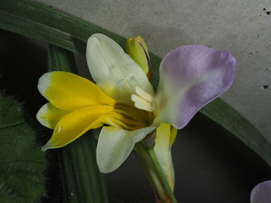 Sparaxis auriculata flower