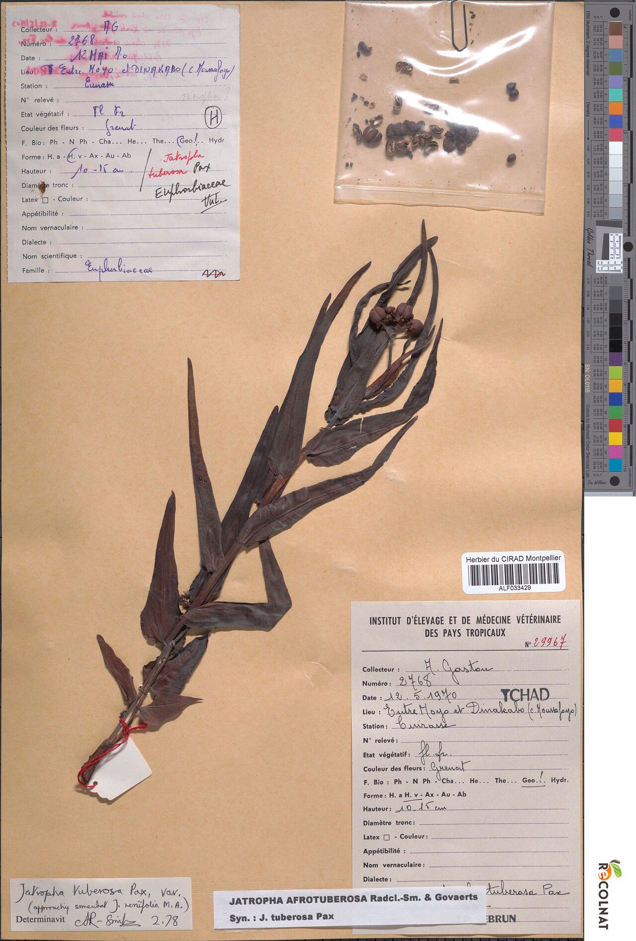 Jatropha afrotuberosa — related species from the same genus