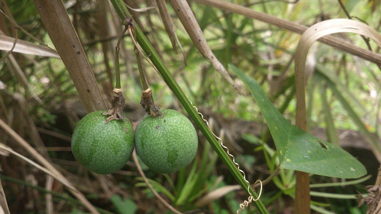 Passiflora biflora fruit