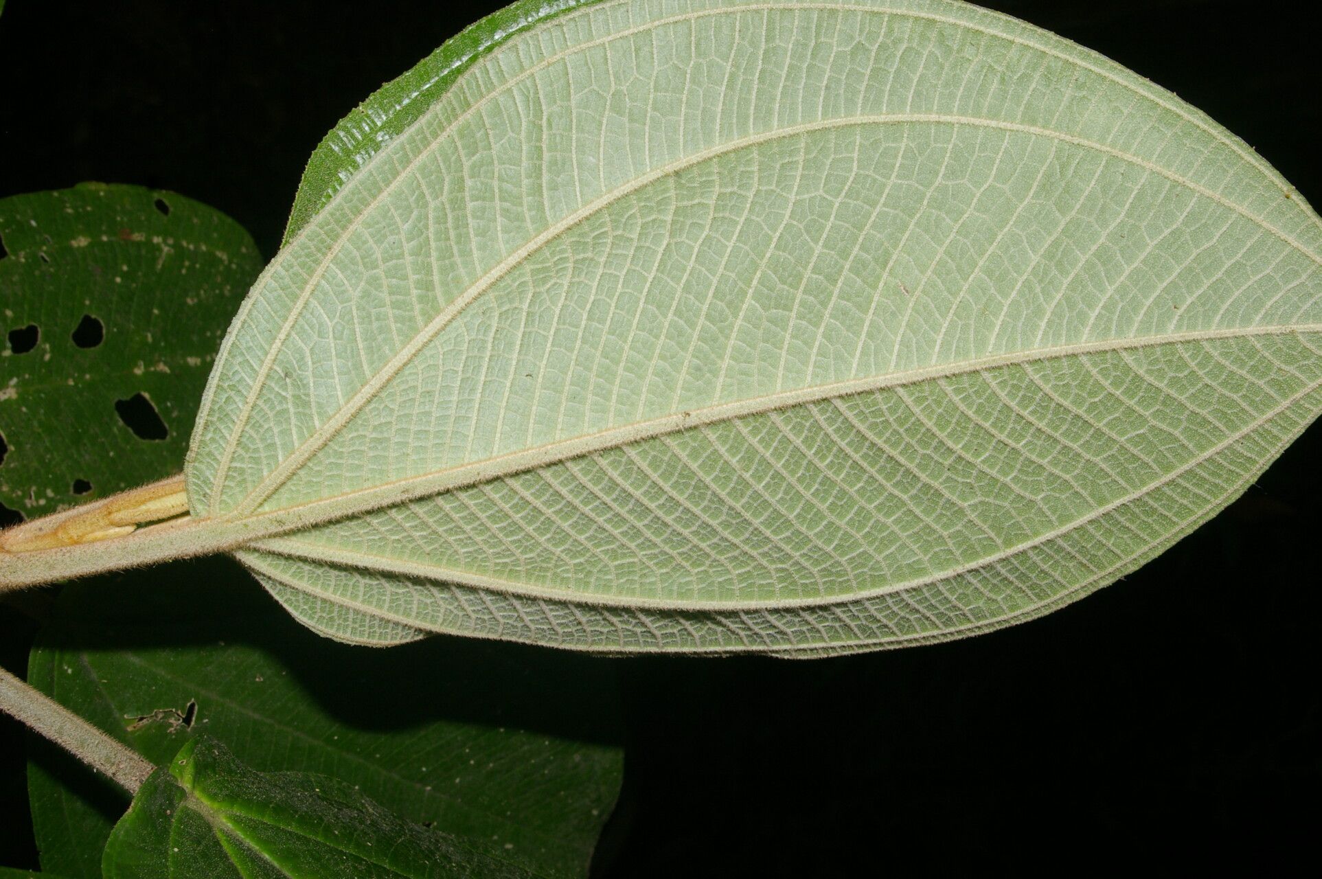 Meriania grandiflora — search result for 'Melastomataceae'