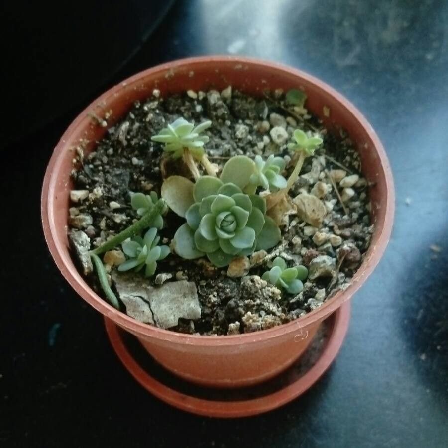 Echeveria pendulosa — search result for 'Echeveria'