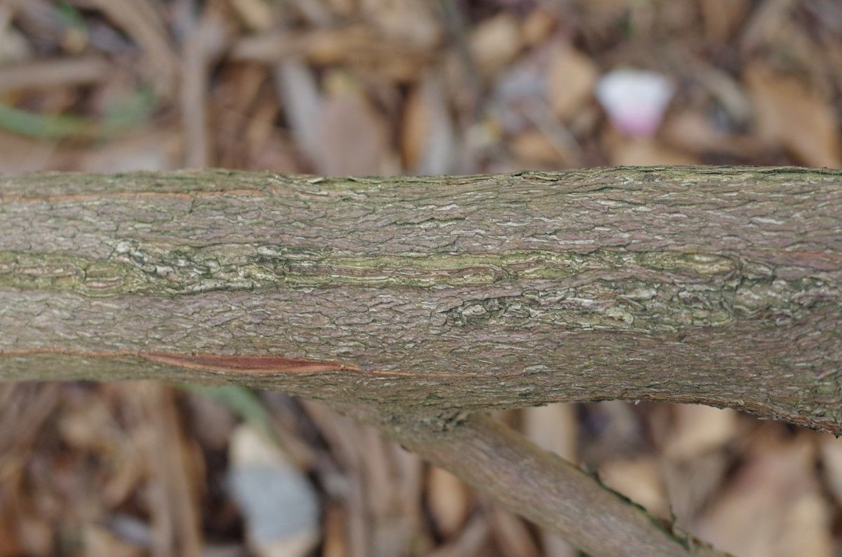 Rhododendron pudorosum bark