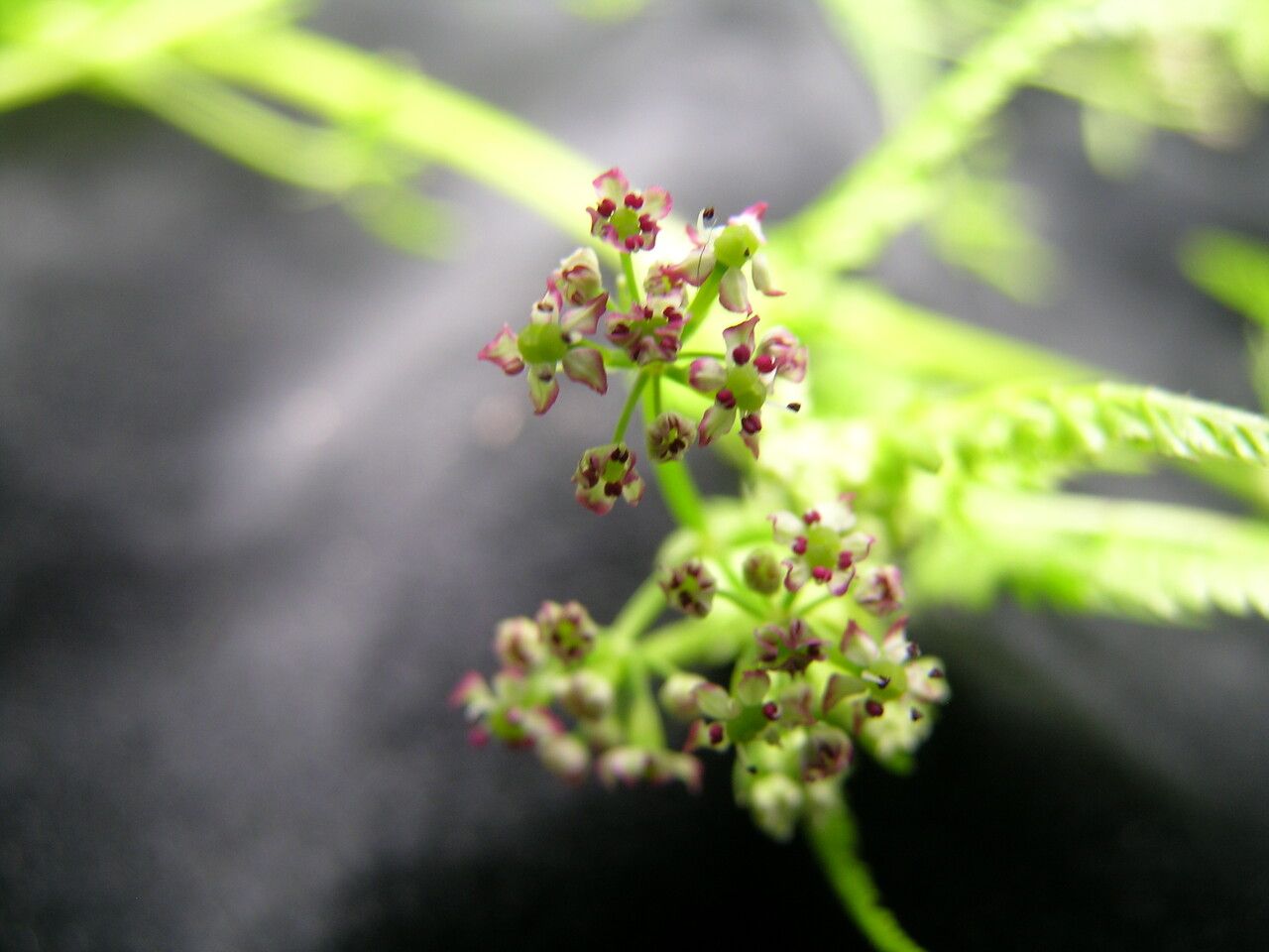 Chaerophyllum villosum flower
