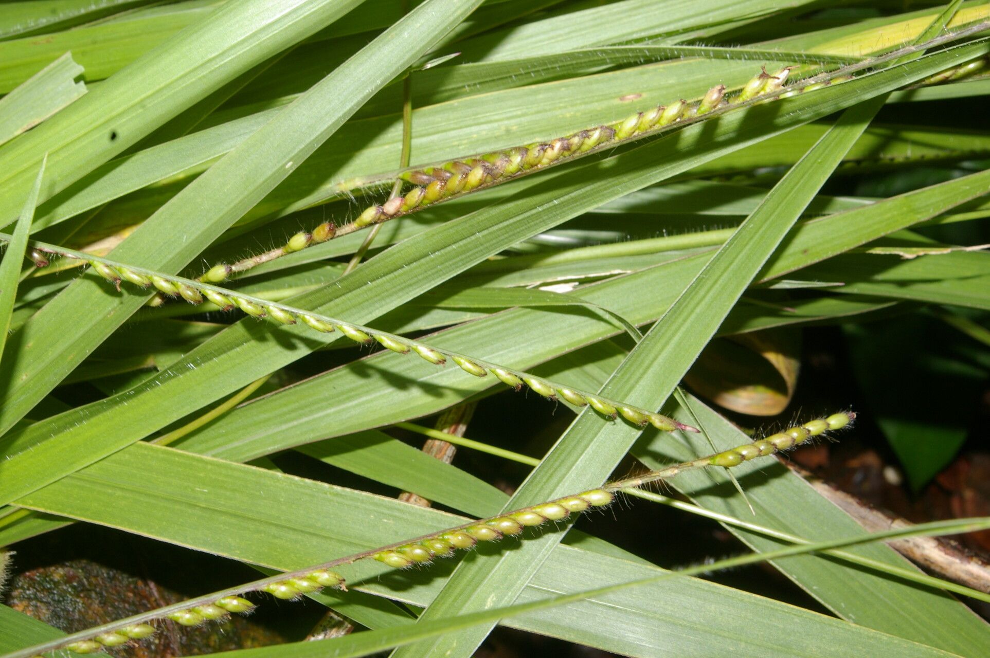 Paspalum foliiforme fruit