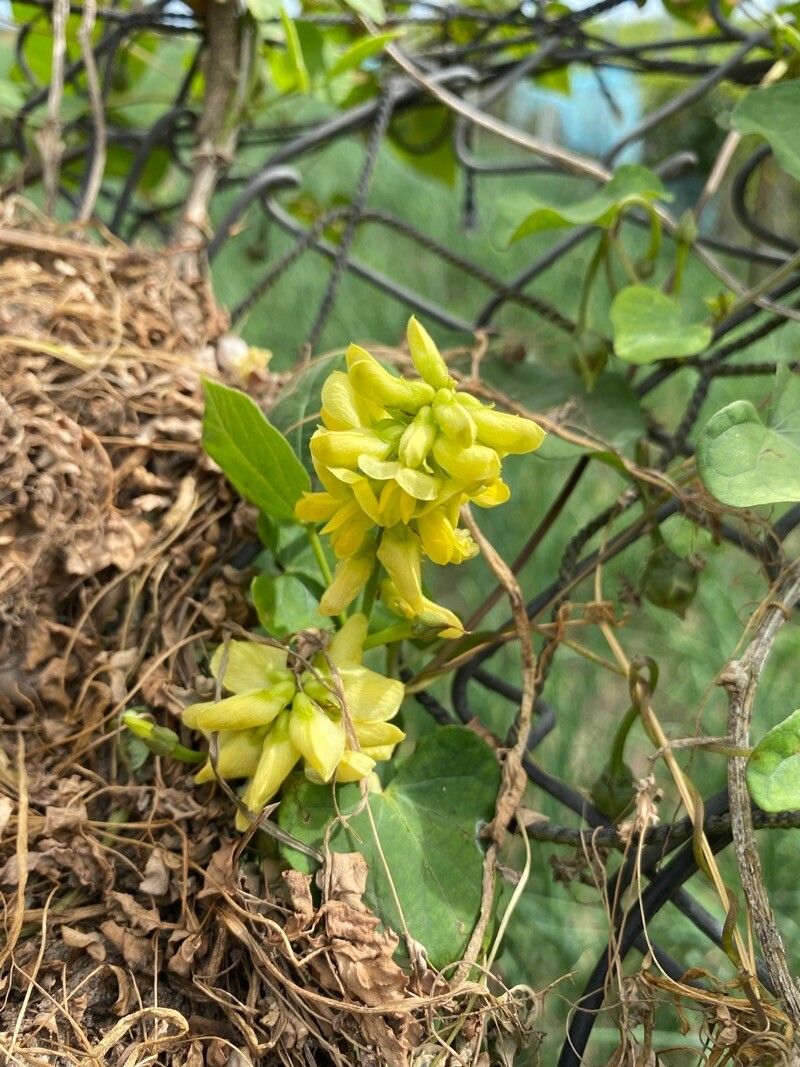 Rhynchosia viscosa flower